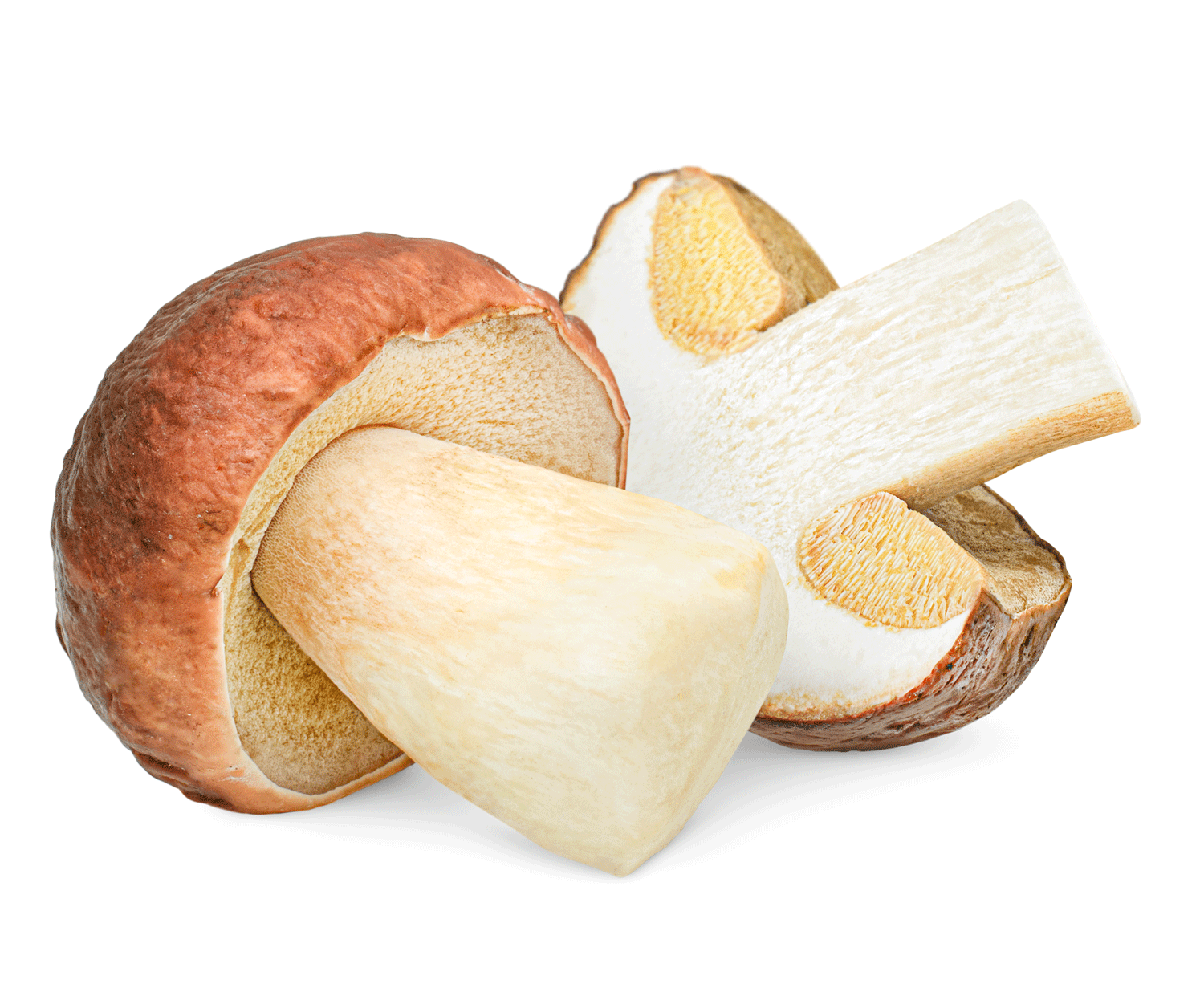 Cèpes