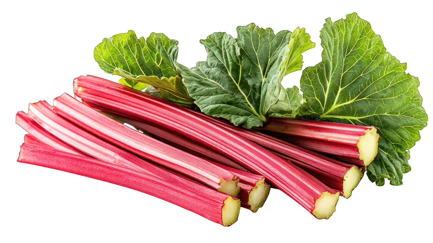 Rhubarbe
